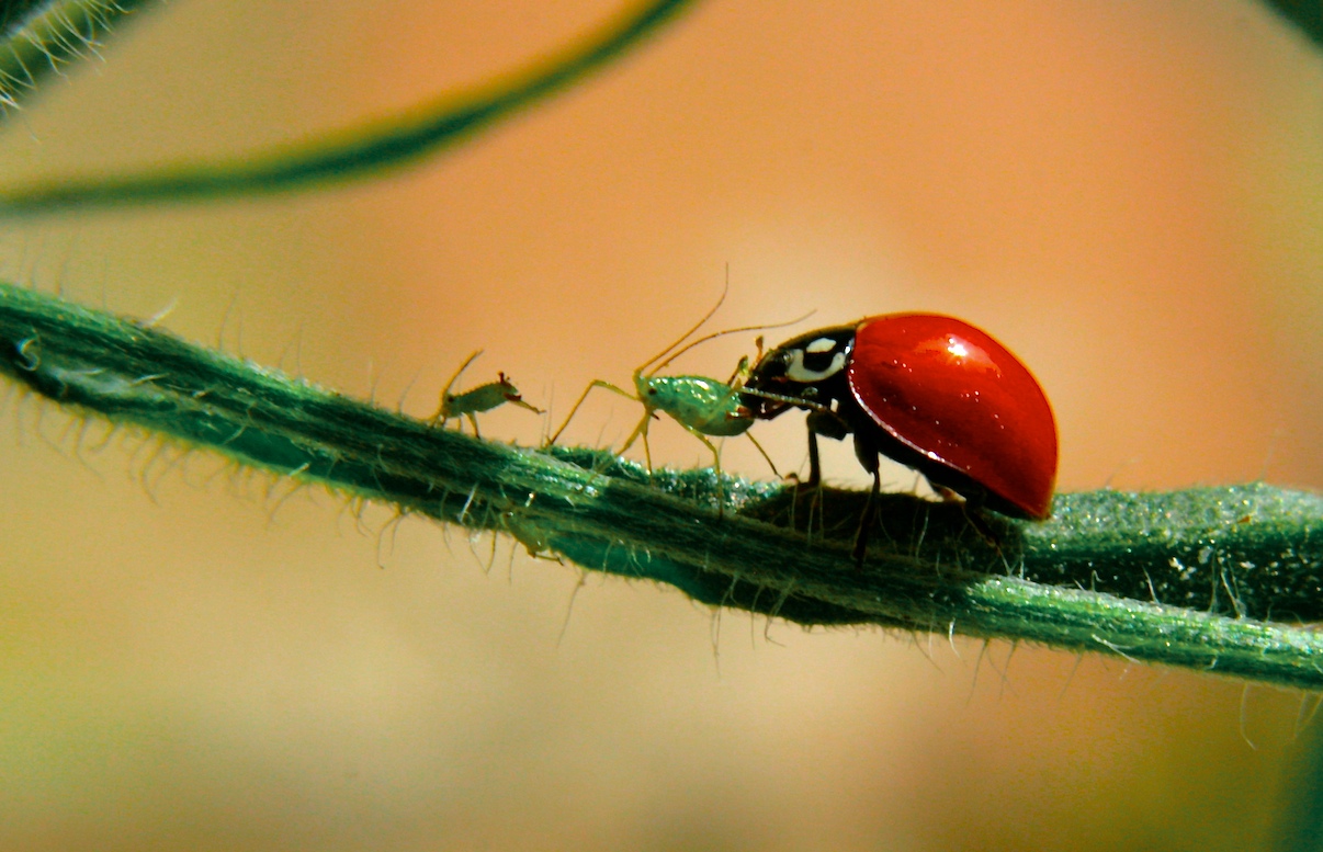 What Can Farmers Do About Climate Change? Integrated Pest Management What Can Farmers Do About Climate Change? Integrated Pest Management