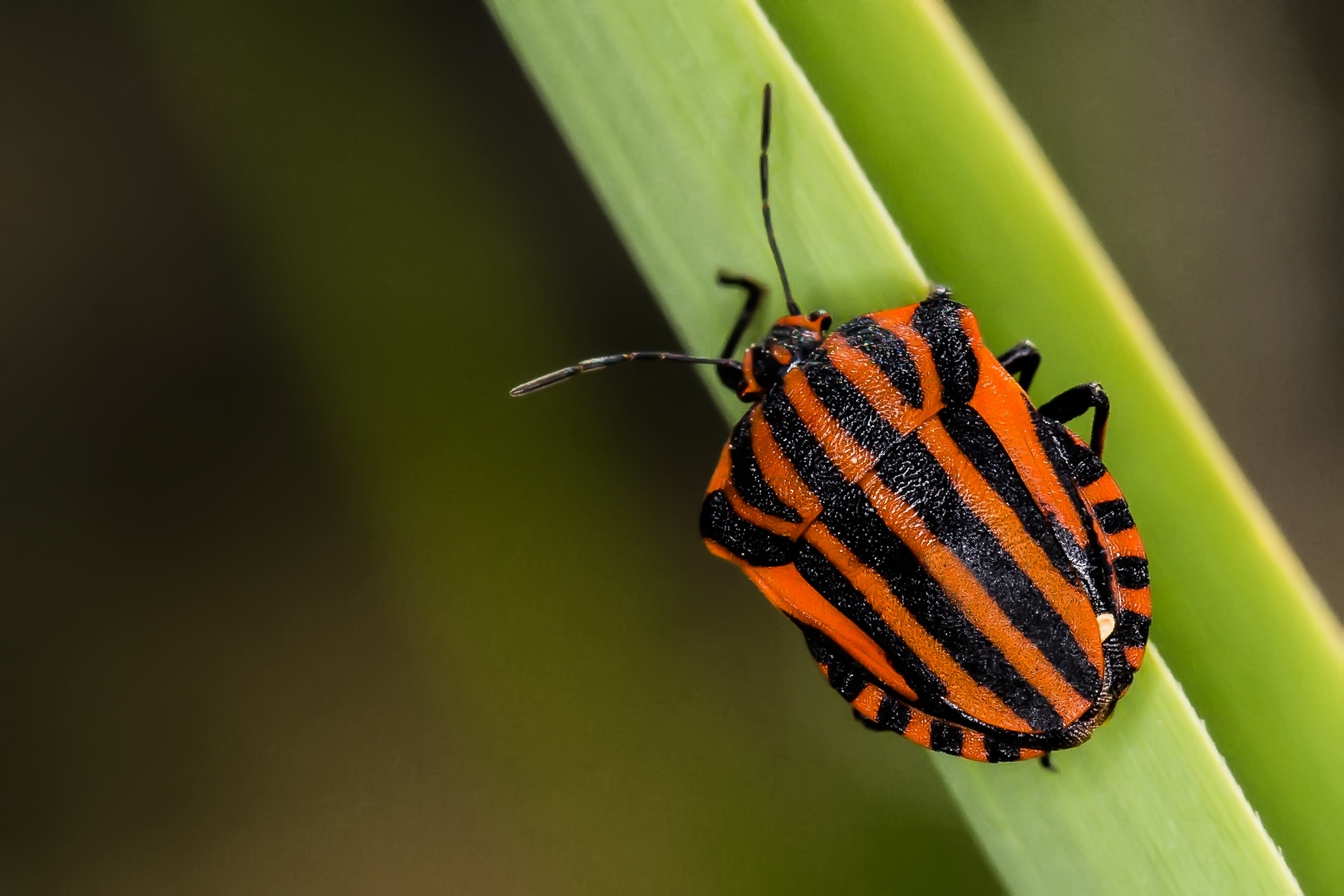 What Can Farmers Do About Climate Change? Crop Rotation and Pest Management What Can Farmers Do About Climate Change? Crop Rotation and Pest Management