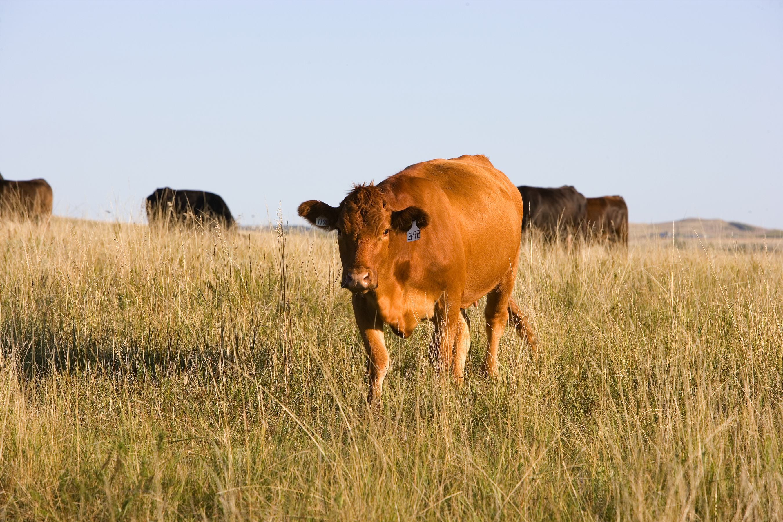NFU Applauds USDA Decision to Expand Emergency Haying and Grazing