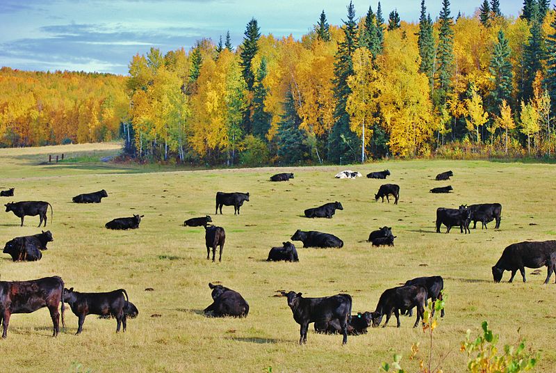 What Do Farmers Need to Know About Climate Change? Markets for Climate-Smart Ag Products in Alaska