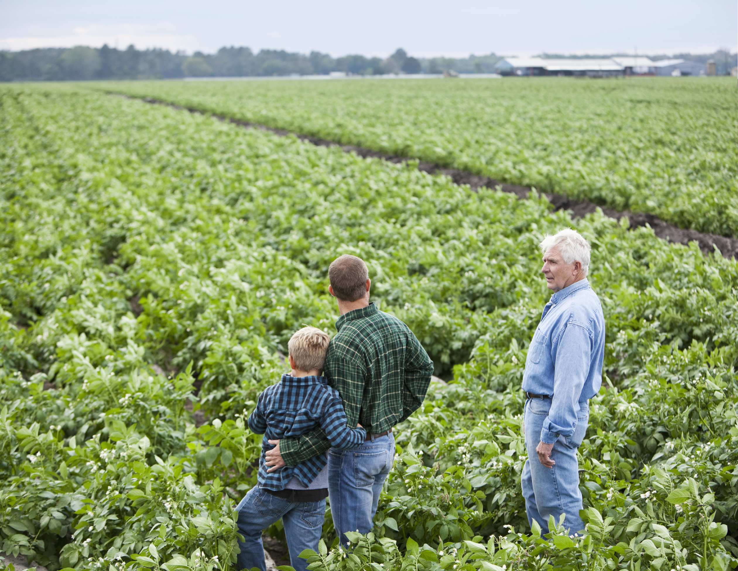 Congressional Tax Plans Jeopardize the Farm Safety Net, CBO Analysis Says