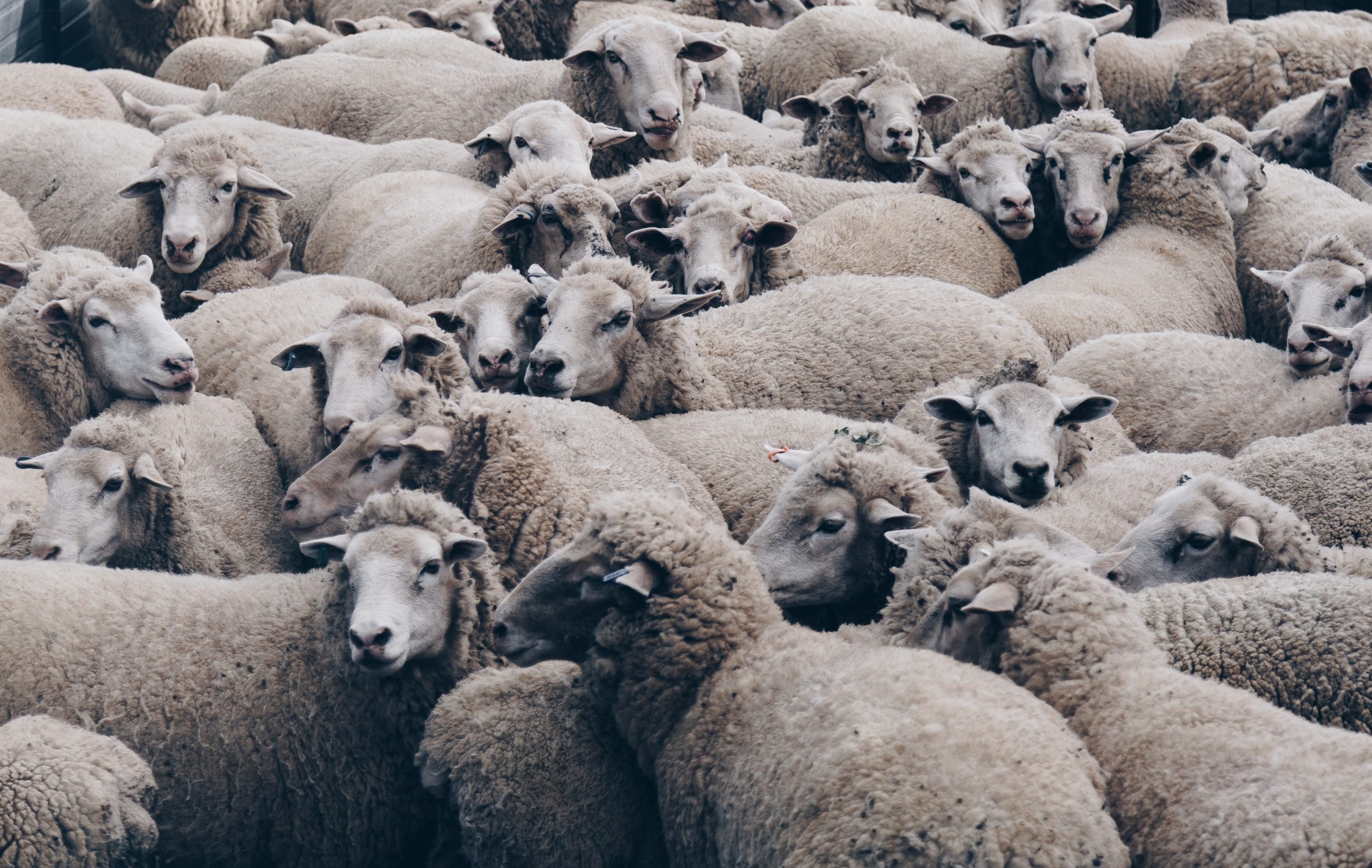 JBS Plans to Buy, Convert Lamb Processing Facility